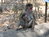 Bombay-45 (Elephanta Island - Cheeky Monkey).JPG