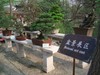 Suzhou 30 - (Garden).jpg