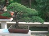 Suzhou 32 - (Garden).jpg